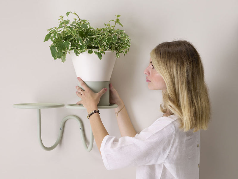 Mimosa Wall Mounted Plant Holder