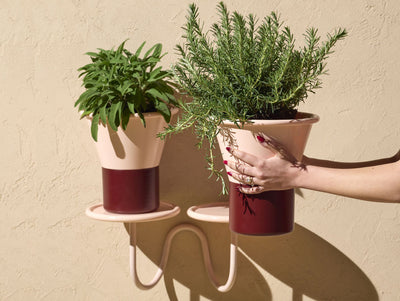 Mimosa Wall Mounted Plant Holder